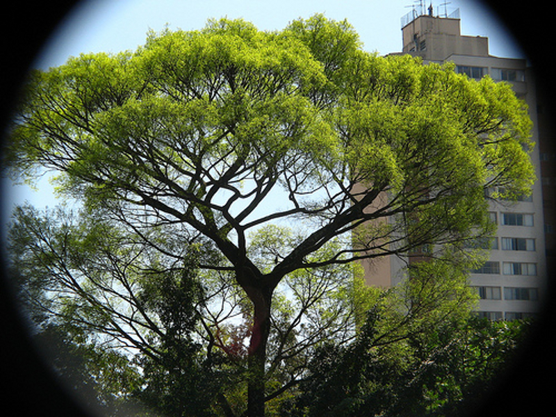 Seminário debaterá a questão da arborização na cidade de São Paulo